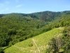 Le haut Beaujolais